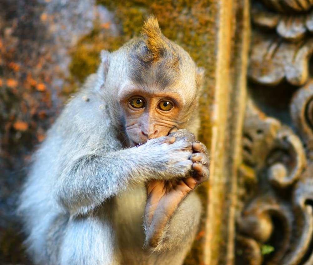 heilige aap in india